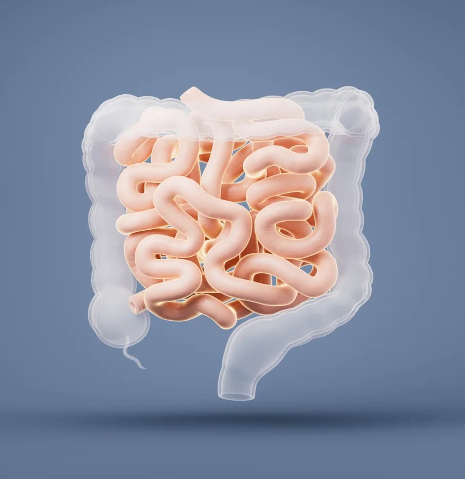 Inflammatory Bowel Disease (IBD)